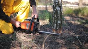 Tree and Shrub Care in Lexington Hills, CA