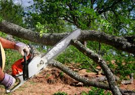 How Our Tree Care Process Works  in Lexington Hills, CA