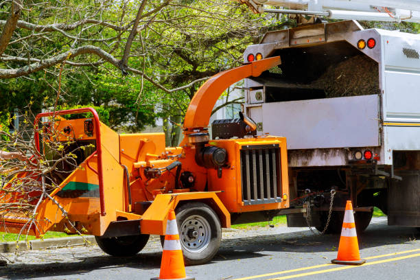 Best Tree Mulching  in Lexington Hills, CA