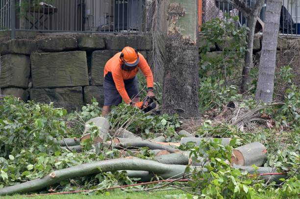 Best Hazardous Tree Removal  in Lexington Hills, CA